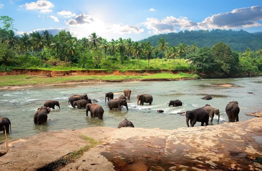 Ethical Elephant Experiences in Sri Lanka