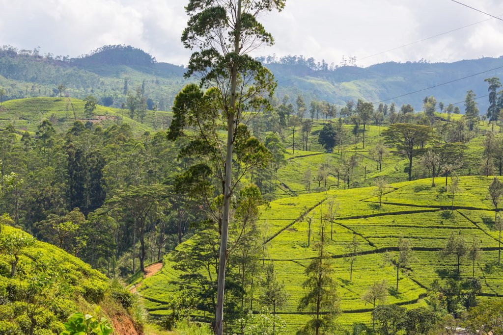 A Weekend Getaway to Nuwara Eliya
