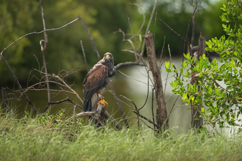 Spotting Sri Lanka’s Rare and Endemic Birds