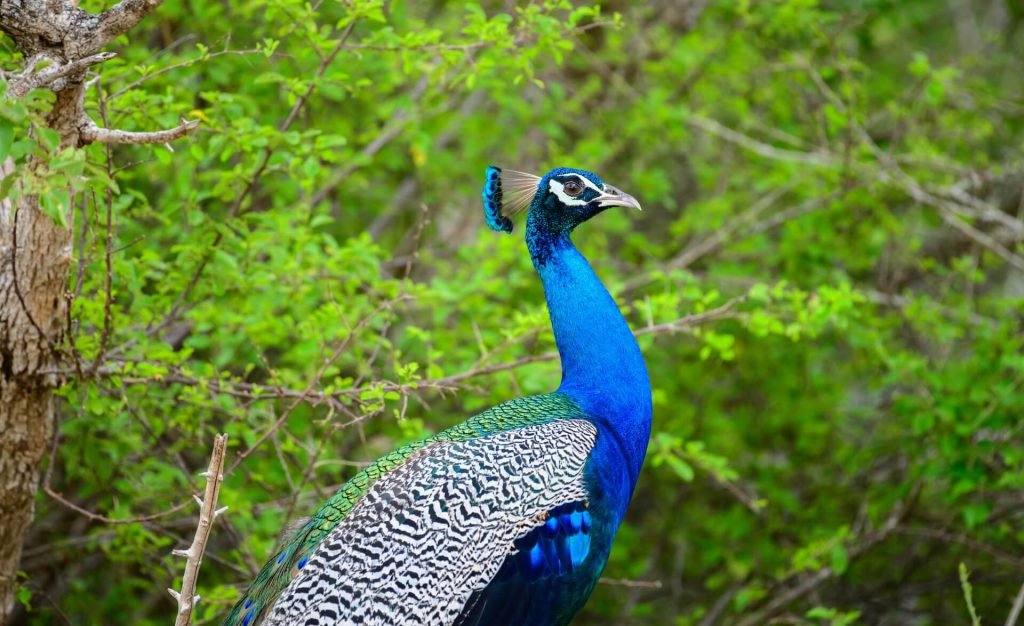 Secret Sunrise Spots and Wildlife Photography Tips