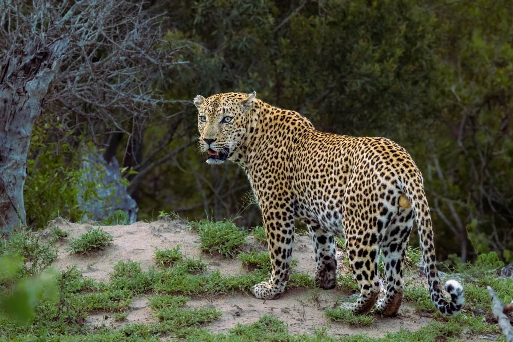 Spotting Sri Lanka’s Elusive Leopards